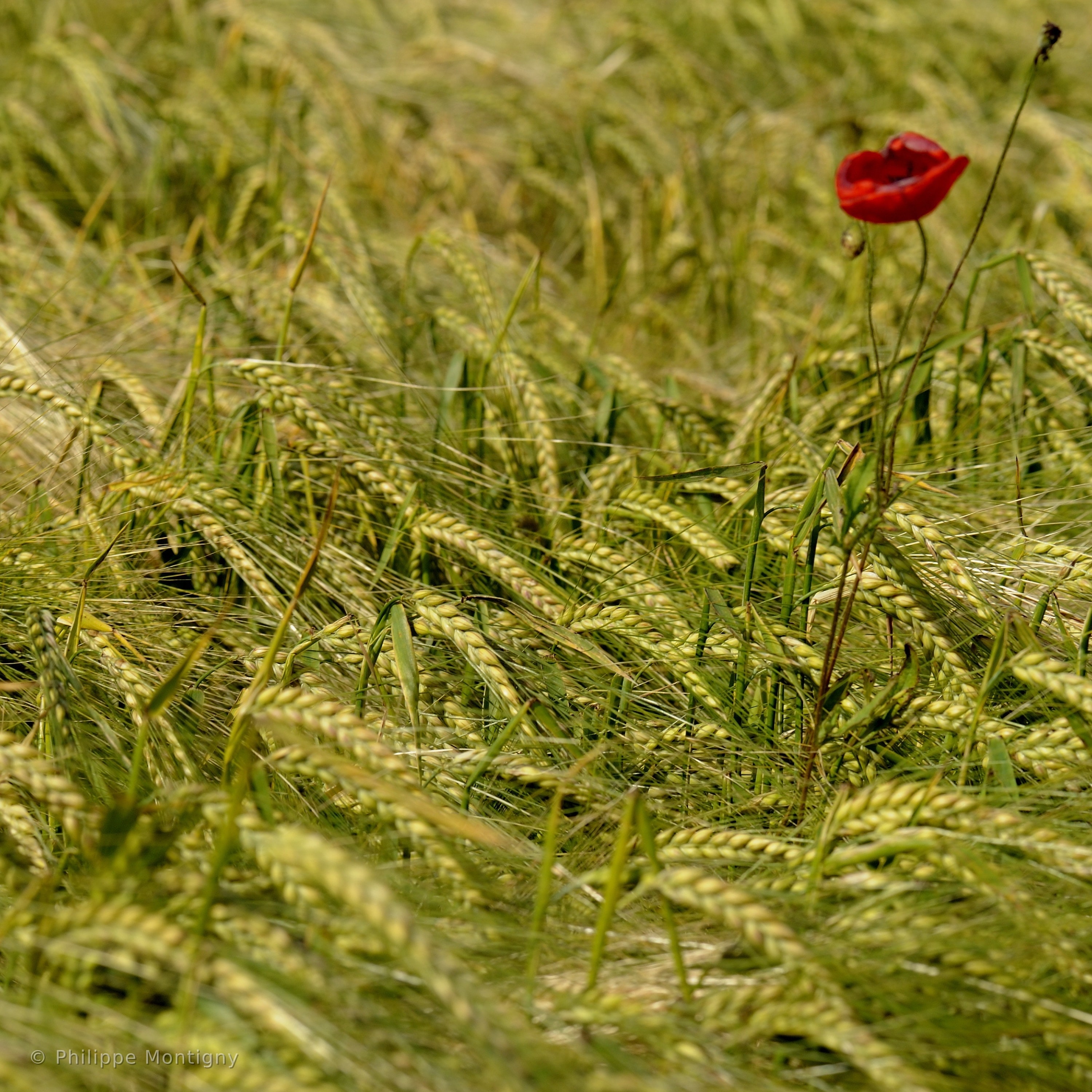 Agriculture