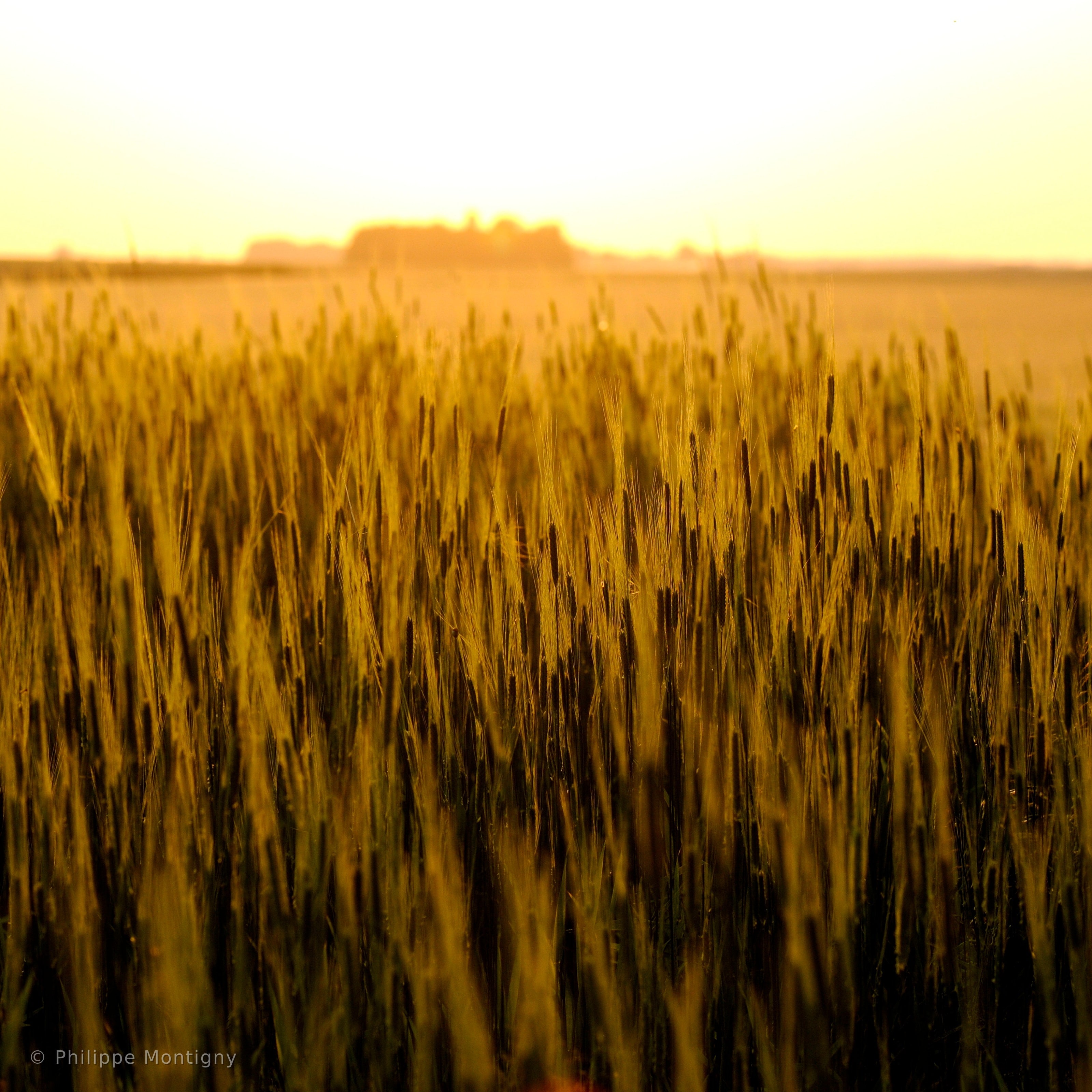 Agriculture