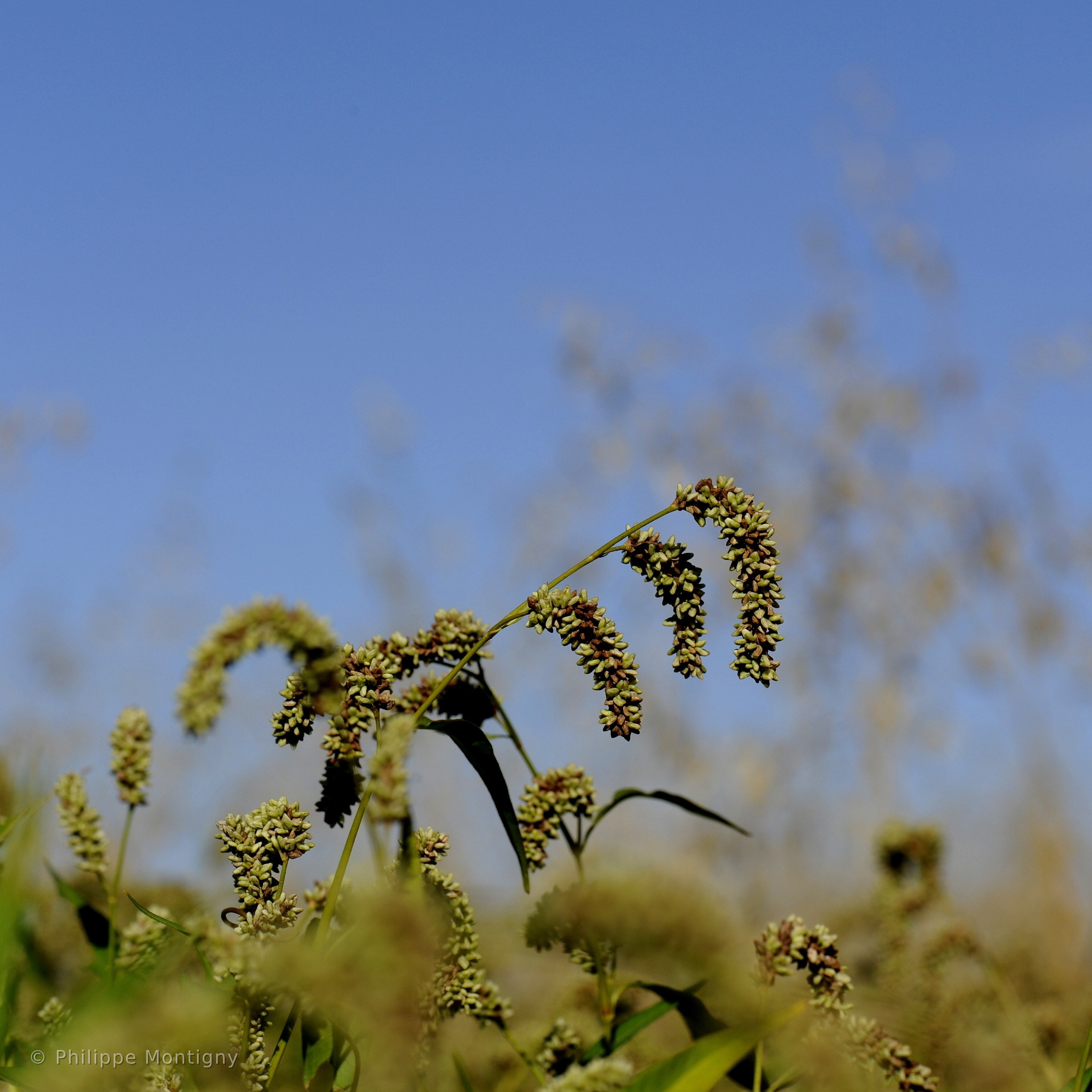 Agriculture