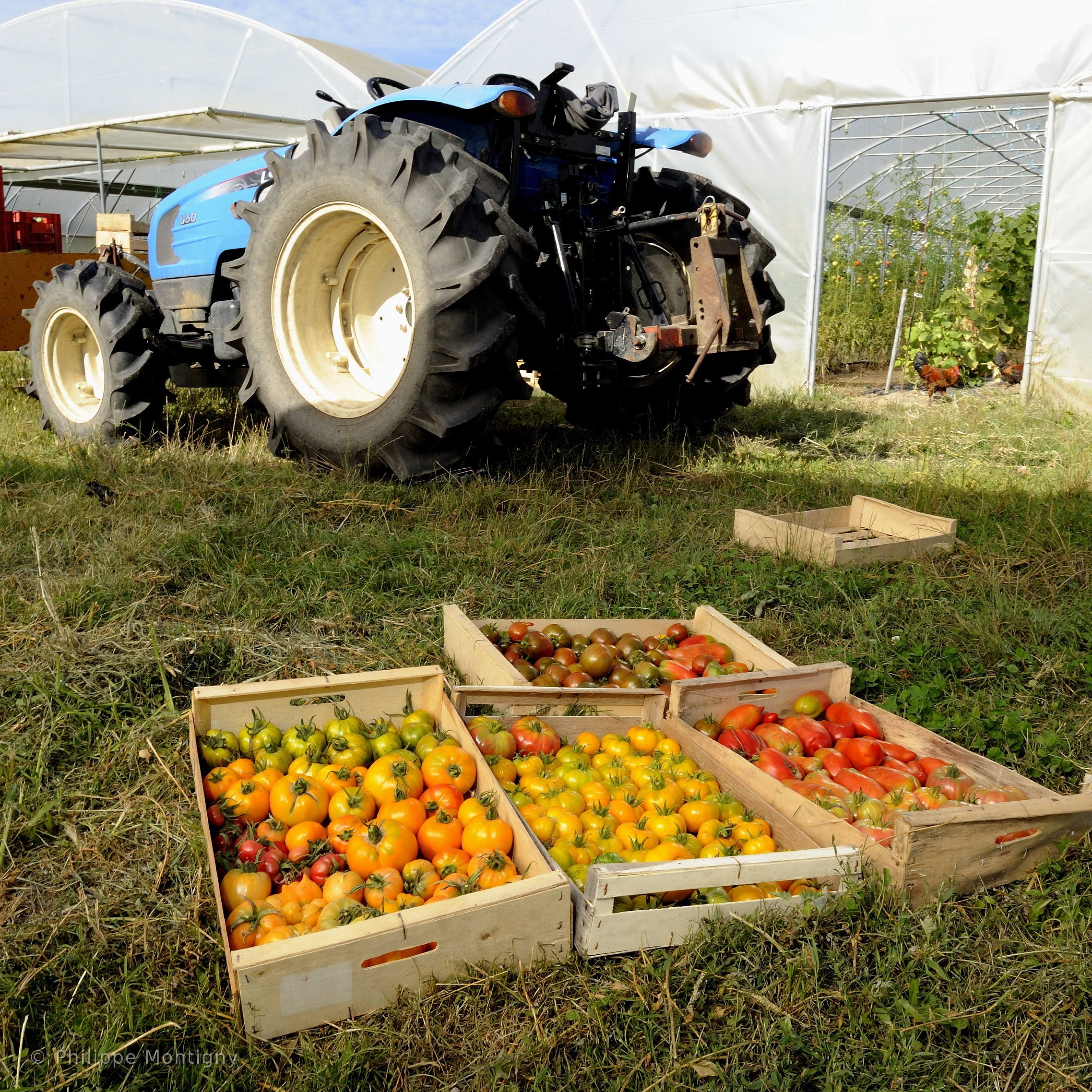 Agriculture