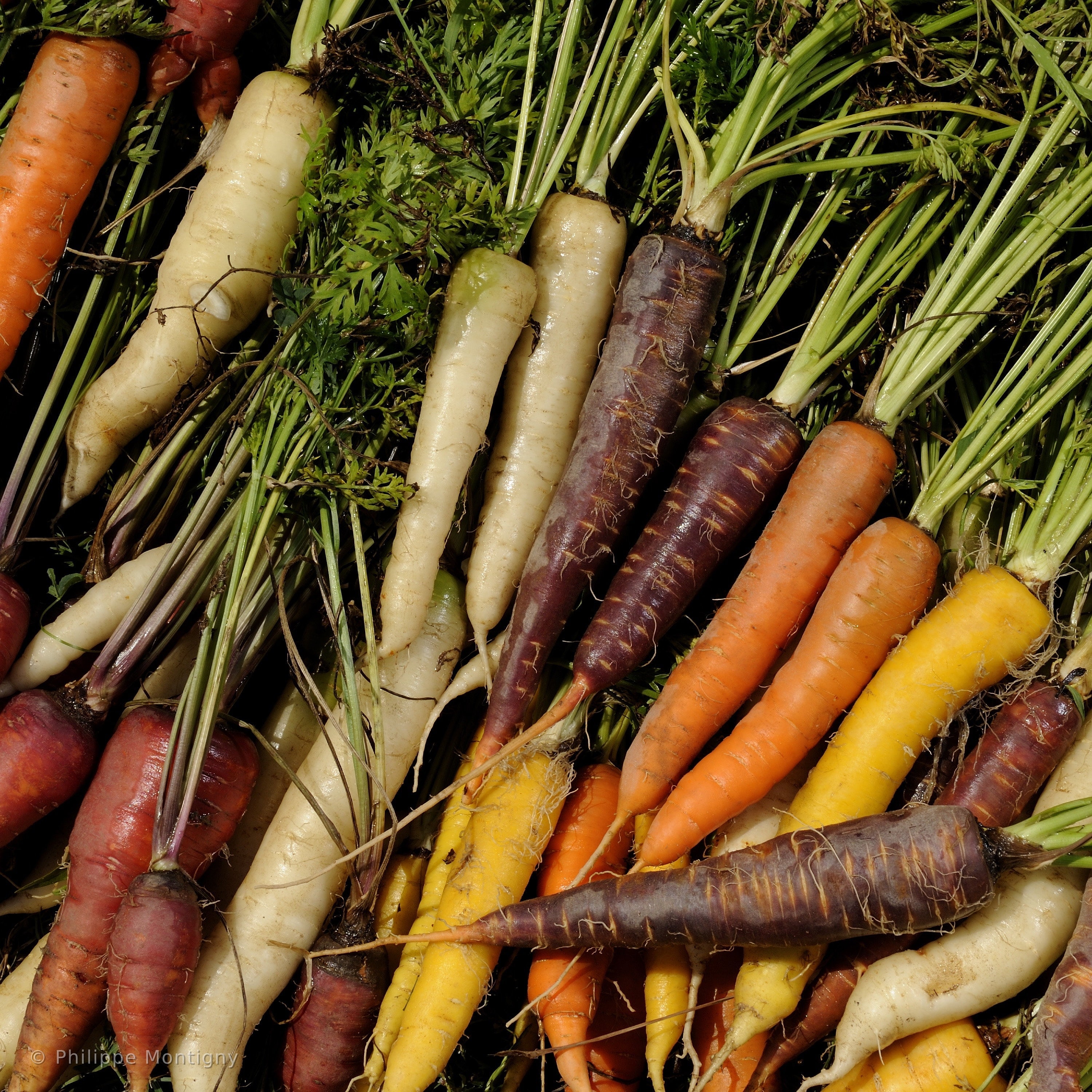 Agriculture