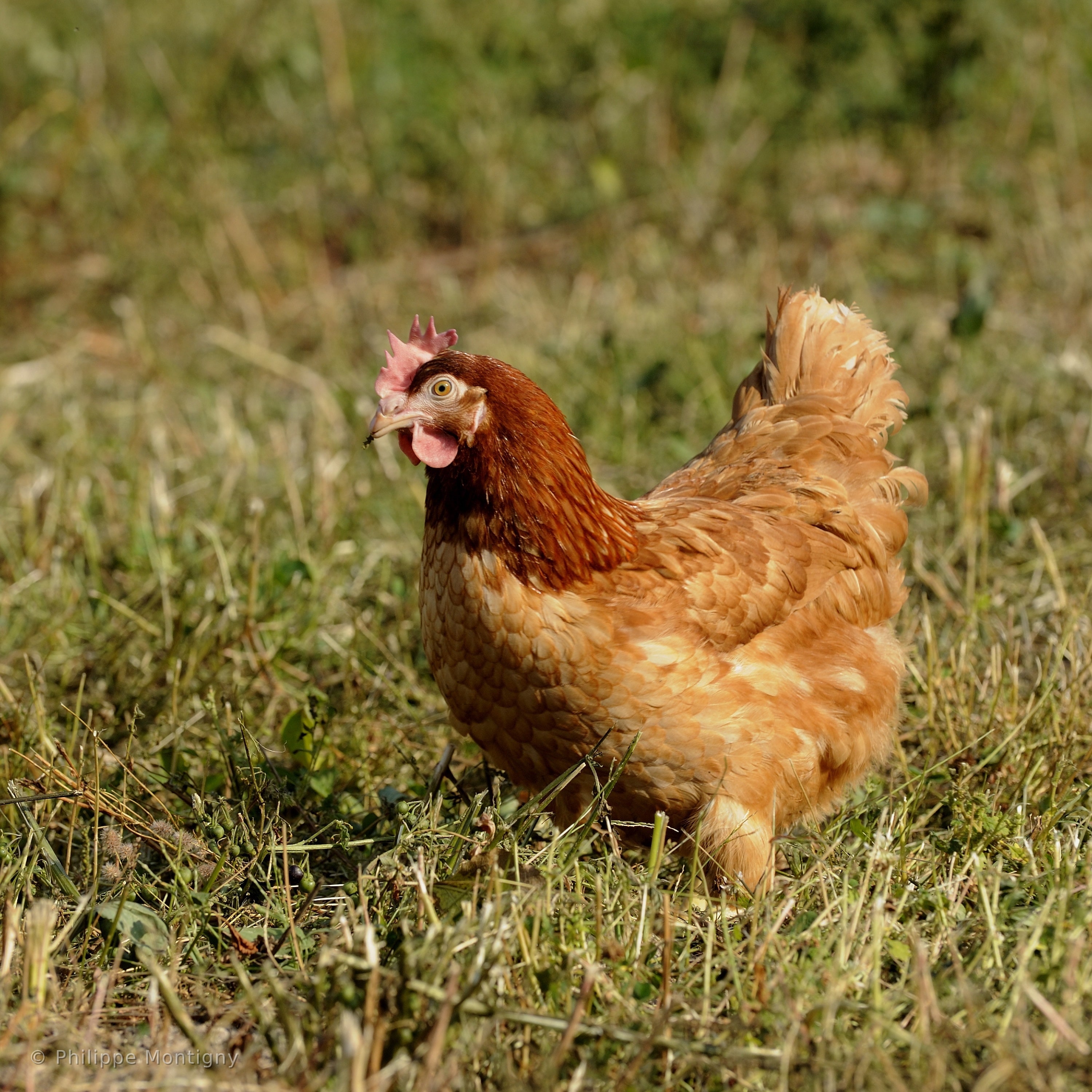 Agriculture