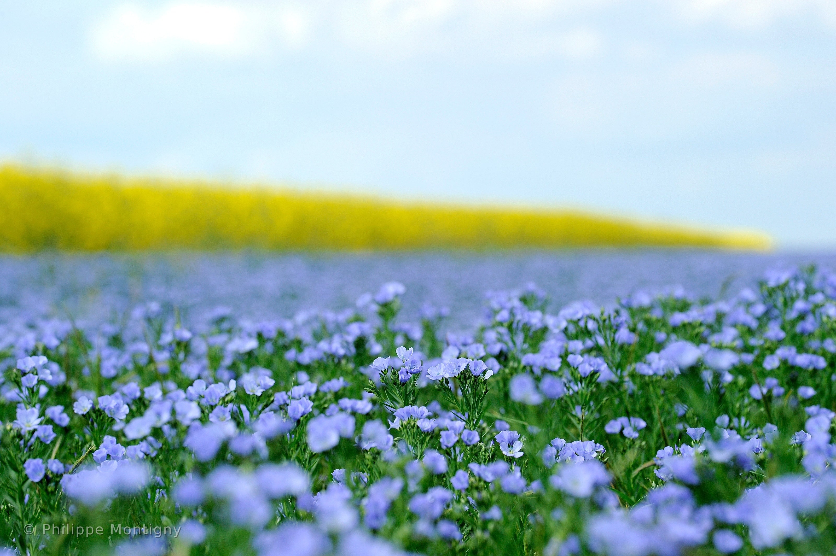 Agriculture