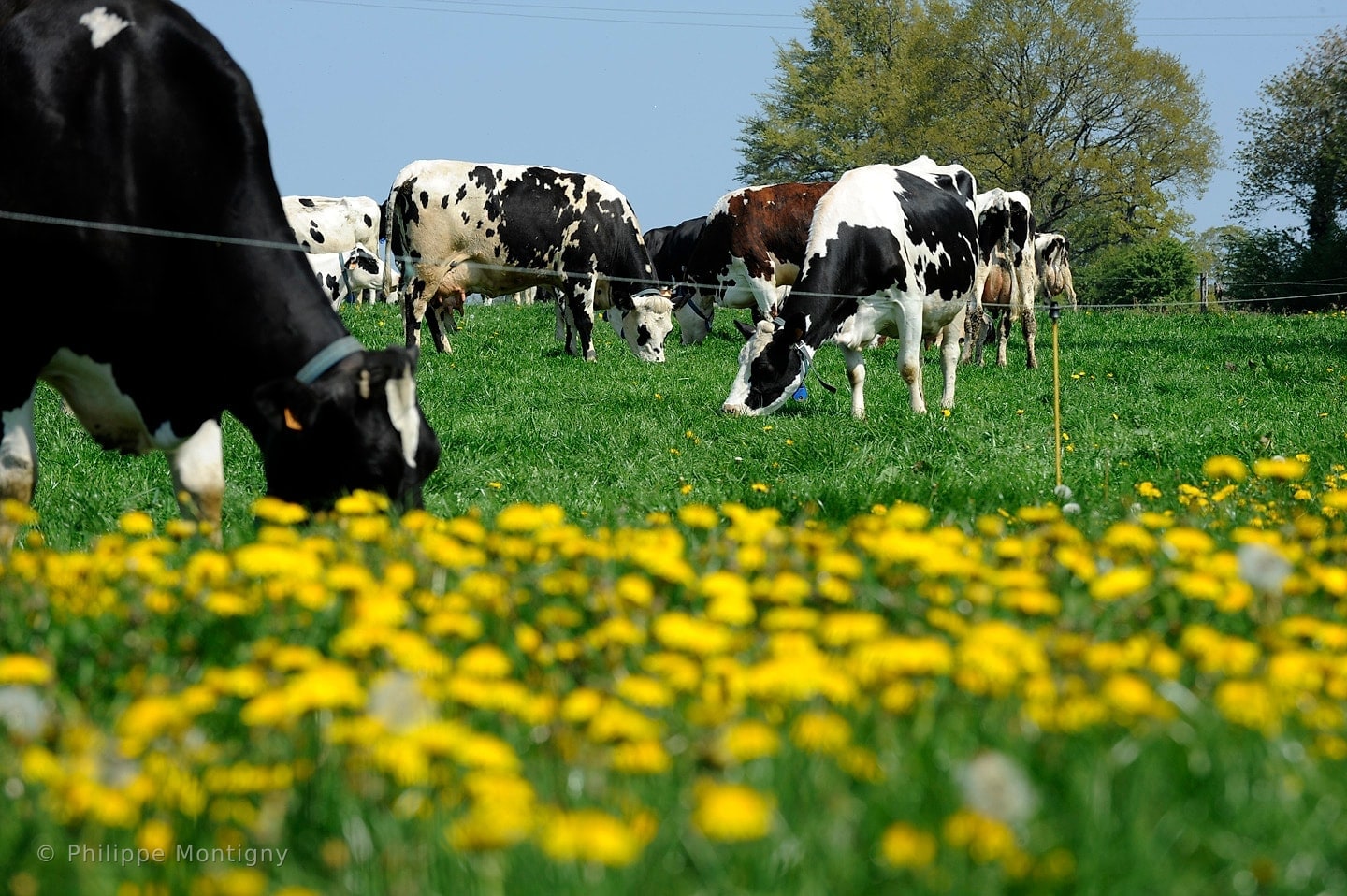 Agriculture